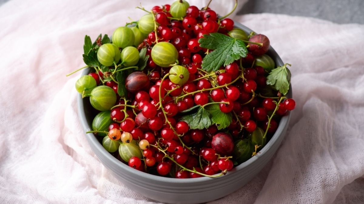 "Ведро за час": есть лайфхак, как собирать мелкую ягоду в 2-3 раза быстрее — спина скажет "спасибо"