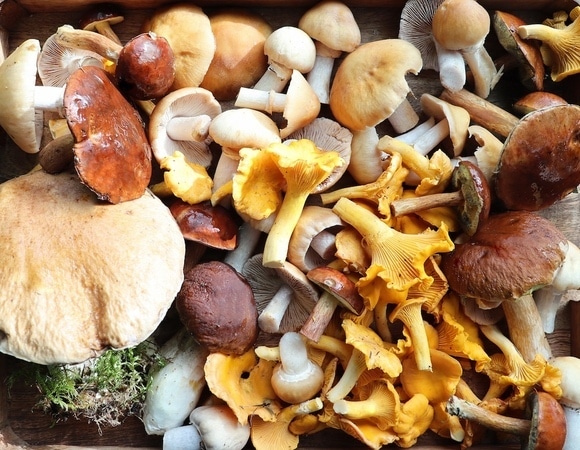 Что сразу нужно делать с лесными грибами — эксперт рассказала, как свести риск отравления к нулю Что сразу нужно делать с лесными грибами — эксперт рассказала, как свести риск отравления к нулю