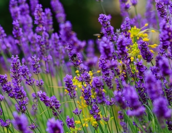 В Роскачестве подсказали, как использовать лаванду в кулинарии 