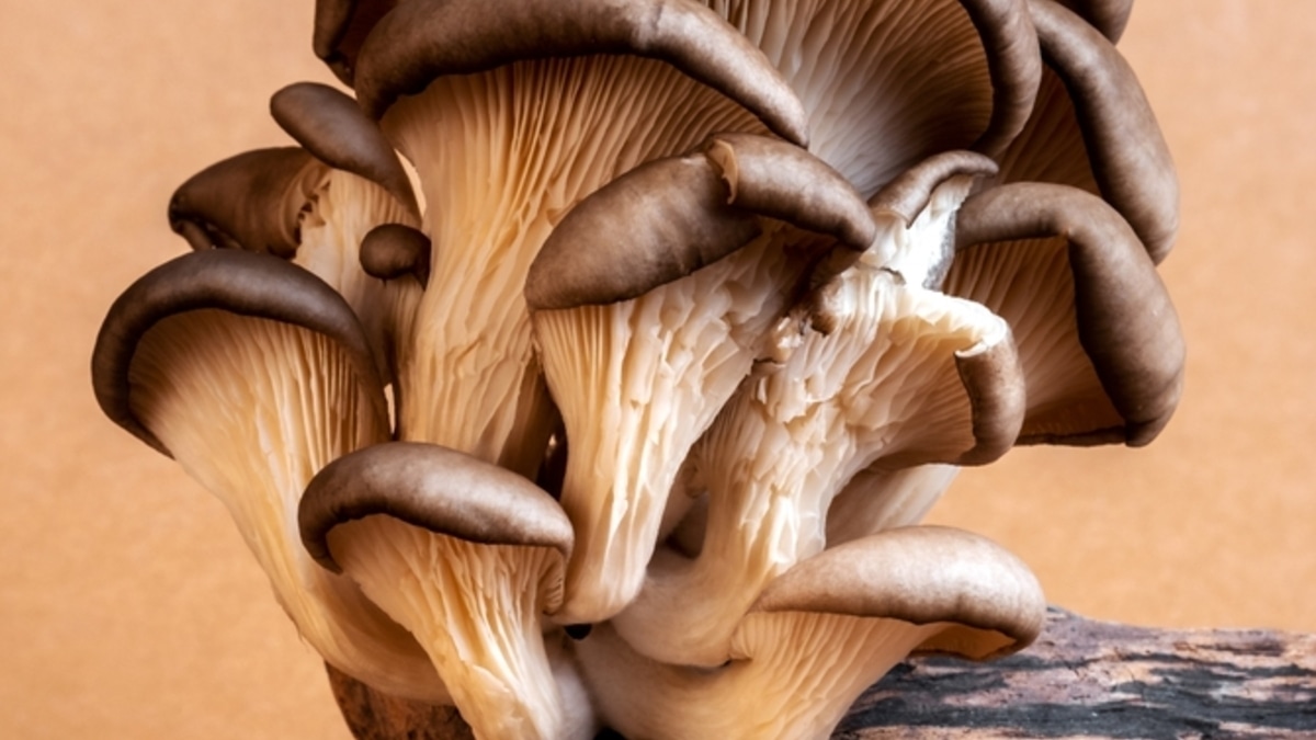 Мужская сила: гастроэнтеролог объяснил, почему вешенки должны быть в рационе сильного пола