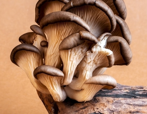 Мужская сила: гастроэнтеролог объяснил, почему вешенки должны быть в рационе сильного пола