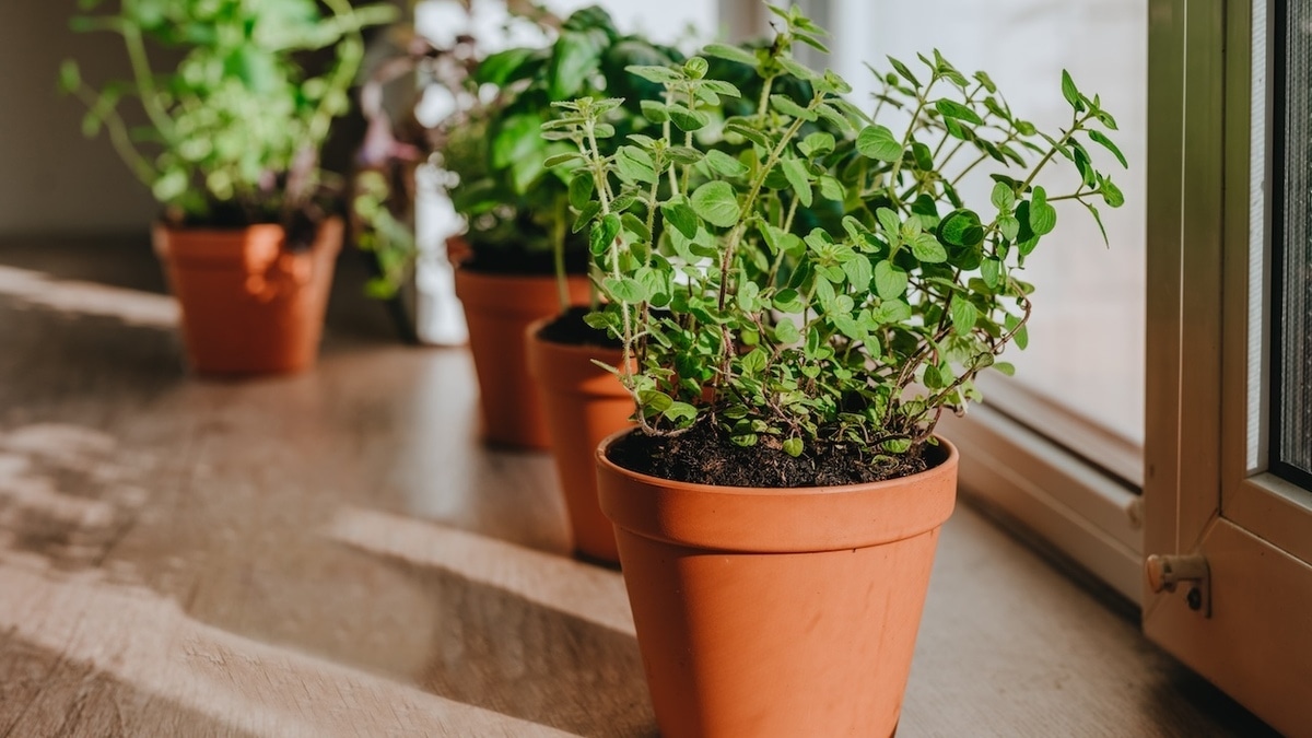 Листья мяты темнеют: как решить частую проблему домашних и уличных растений