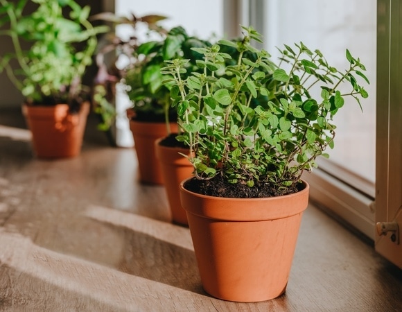 Листья мяты темнеют: как решить частую проблему домашних и уличных растений