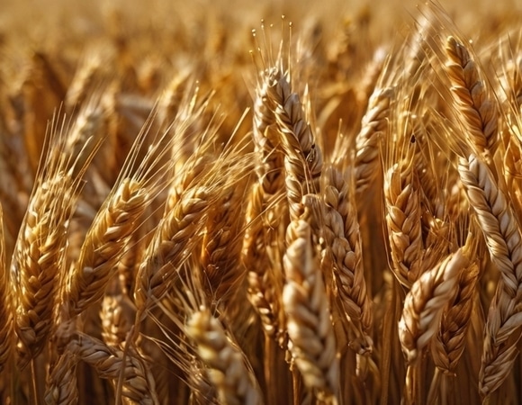 Так ли страшен глютен, как его малюют — рассказали в Роскачестве