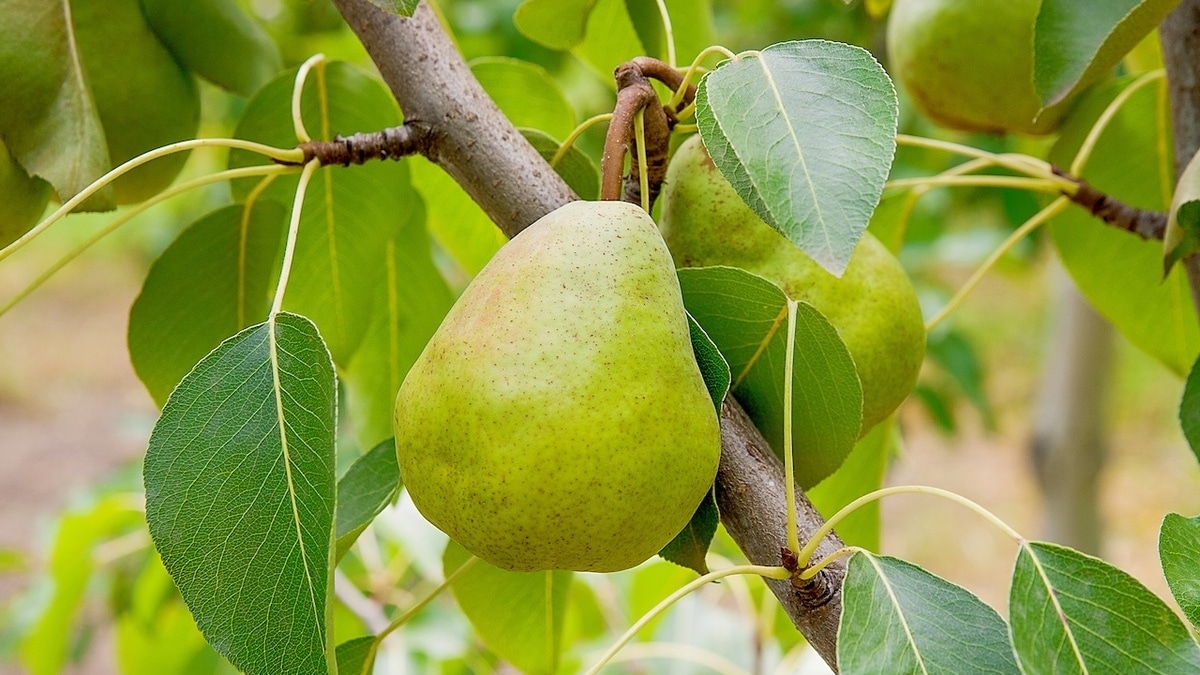 Почему груши безвкусные: дачникам напомнили о важной подкормке, про которую все забывают