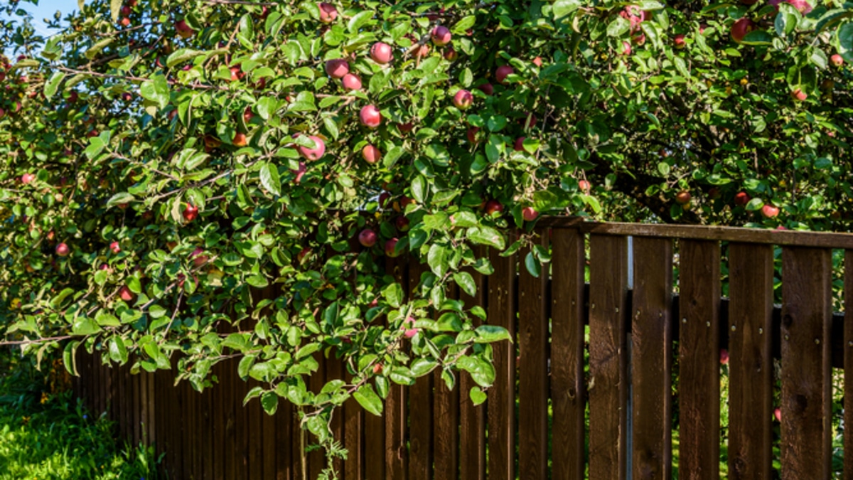 Яблоко раздора: можно ли срывать плод с нависающих веток соседа? Яблоко раздора: можно ли срывать плод с нависающих веток соседа?