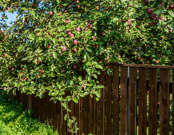 Яблоко раздора: можно ли срывать плод с нависающих веток соседа?
