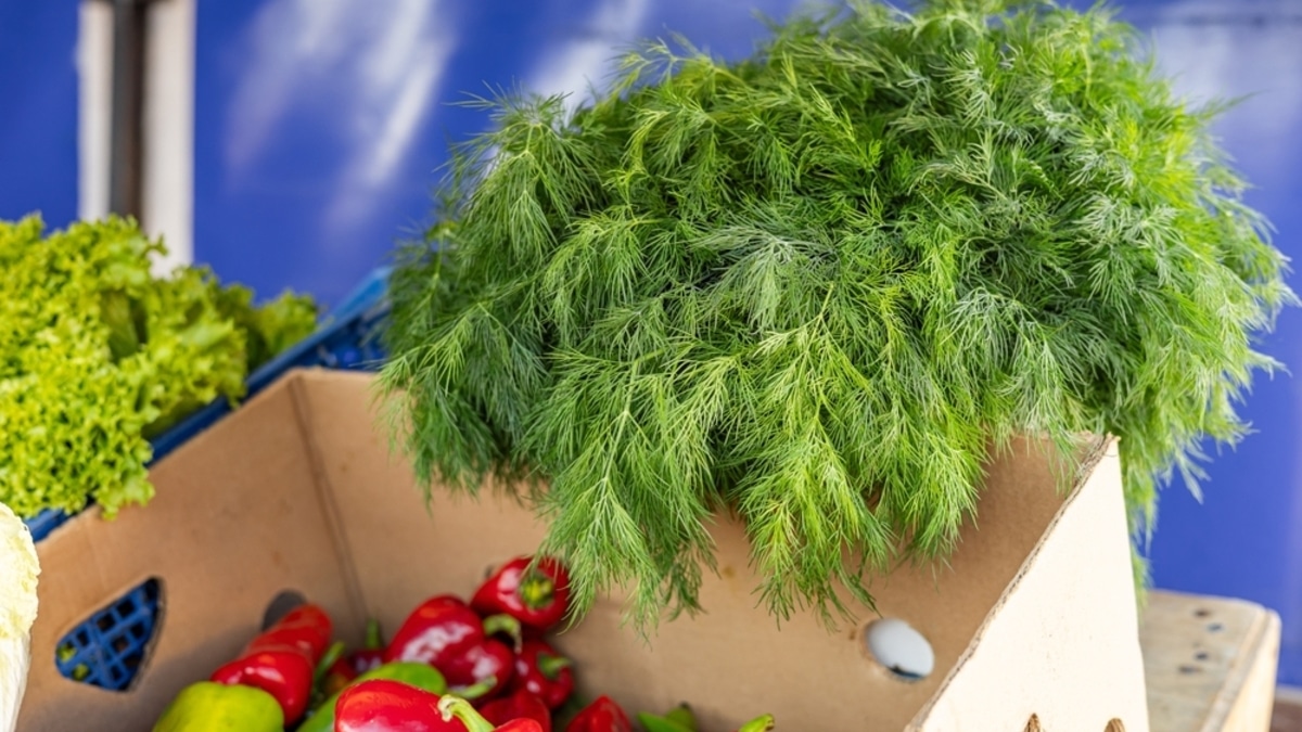 Зелень останется свежей 3 недели: метод хранения, которым пользуются в дорогих ресторанах