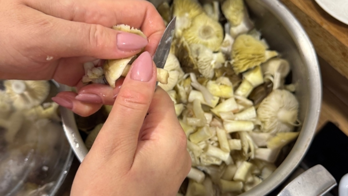 Гриб рядовка: деликатес для знатоков или опасная ловушка в лесу?