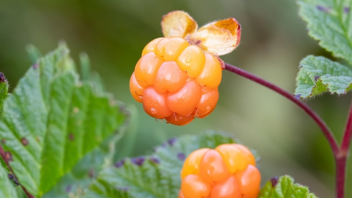 Что такое морошка и чем она полезна: названы 7 причин попробовать "северное золото" Что такое морошка и чем она полезна: названы 7 причин попробовать "северное золото"