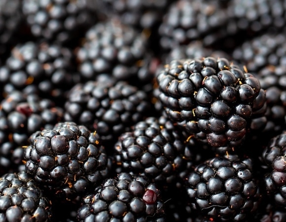 Ягода не для всех: россиян предупредили о вреде ежевики 