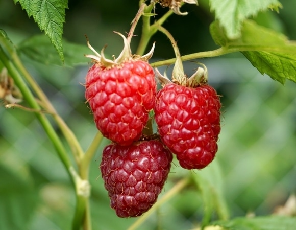 Любимая летняя ягода может быть опасна: диетолог назвала тех, кому нельзя есть малину