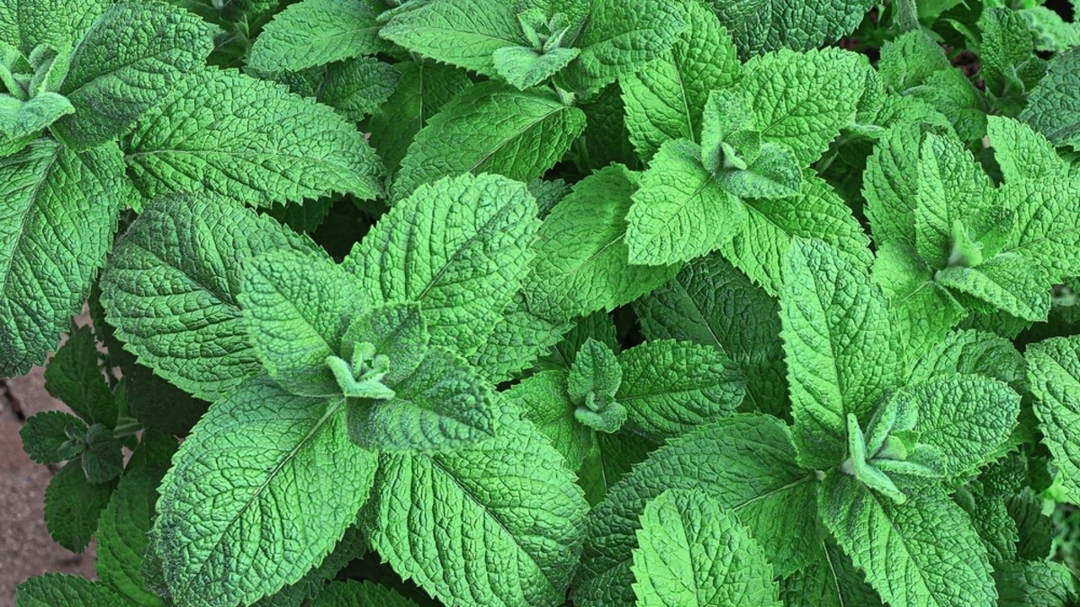 "Народный блокатор аппетита": названо неожиданное свойство мяты — помогает обмануть голод