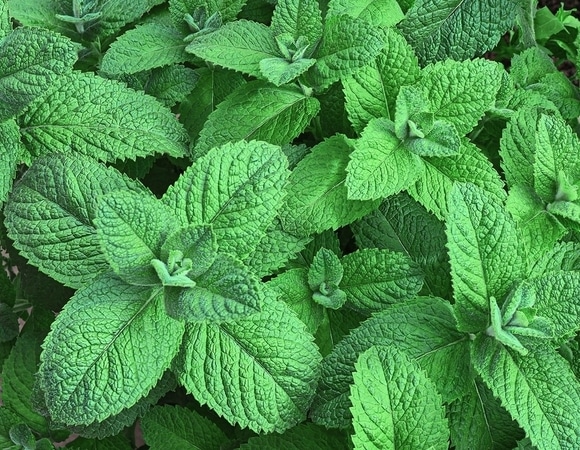 "Народный блокатор аппетита": названо неожиданное свойство мяты — помогает обмануть голод