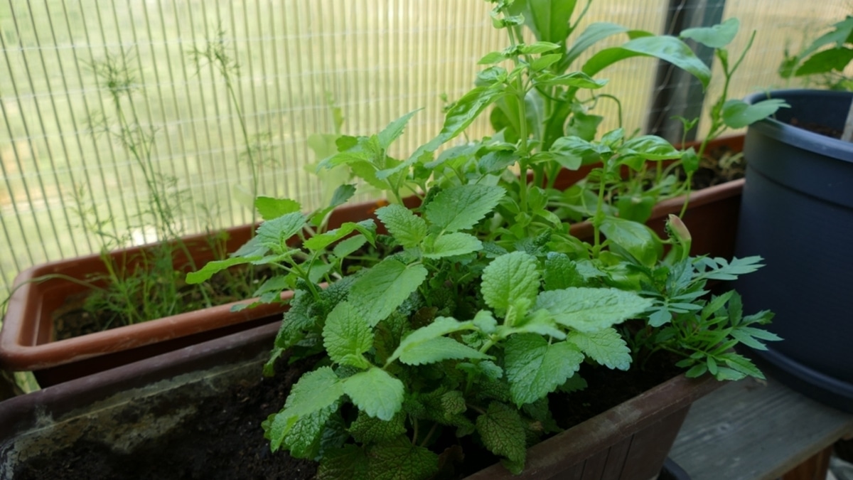 "Будет расти до ноября": агроном рассказала, что еще можно успеть посадить на балконе