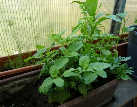 "Будет расти до ноября": агроном рассказала, что еще можно успеть посадить на балконе