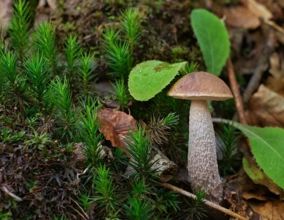 Подберезовики пошли: где искать, как собирать и готовить, чтобы не навредить себе Подберезовики пошли: где искать, как собирать и готовить, чтобы не навредить себе