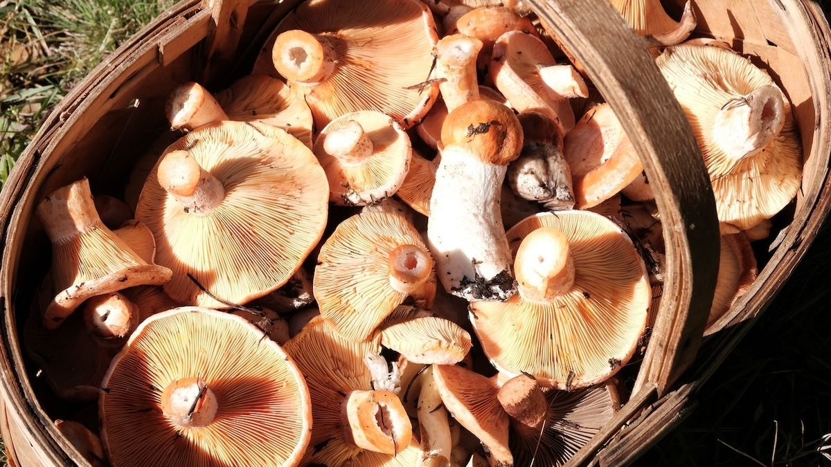 Кому нельзя есть рыжики, а кому они пойдут на пользу — мнение диетолога