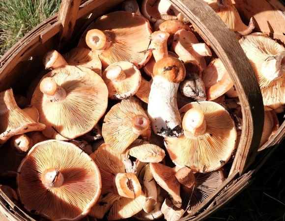 Кому нельзя есть рыжики, а кому они пойдут на пользу — мнение диетолога Кому нельзя есть рыжики, а кому они пойдут на пользу — мнение диетолога