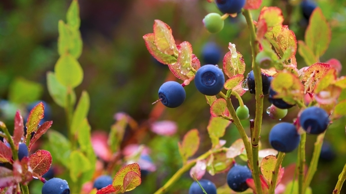 Яйца гельминтов, вирусы и бактерии: запомните эти 3 правила, чтобы не отравиться лесными ягодами
