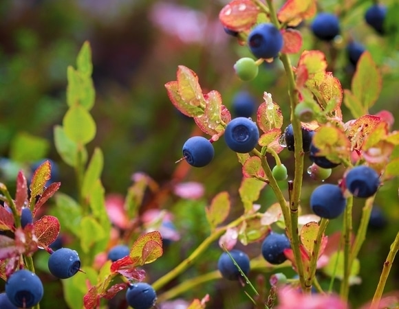 Яйца гельминтов, вирусы и бактерии: запомните эти 3 правила, чтобы не отравиться лесными ягодами