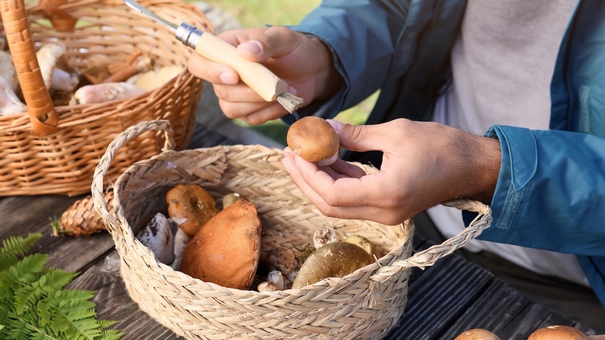 Как быстро отмыть руки после чистки грибов: 5 эффективных способов