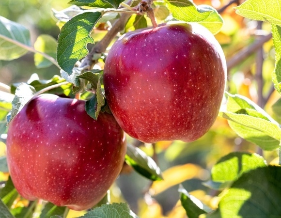 "Храниться не будут": как поступить с червивыми яблоками — чтобы не переводить продукт, но и не навредить здоровью