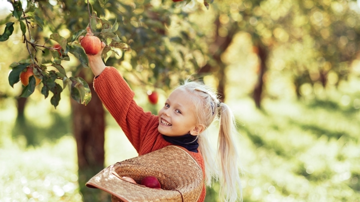 "Декоративная роль": диетолог — о том, можно ли есть яблоки из городских парков