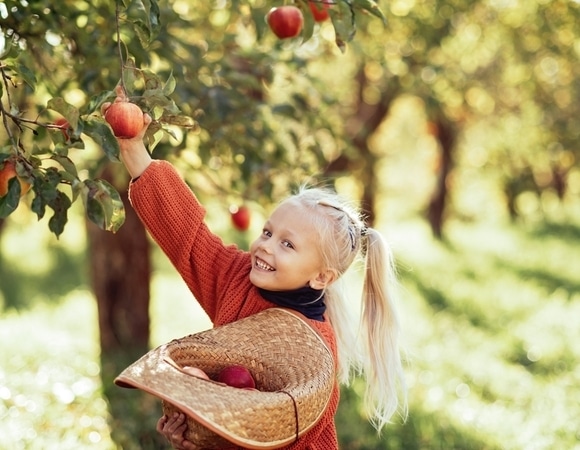 "Декоративная роль": диетолог — о том, можно ли есть яблоки из городских парков