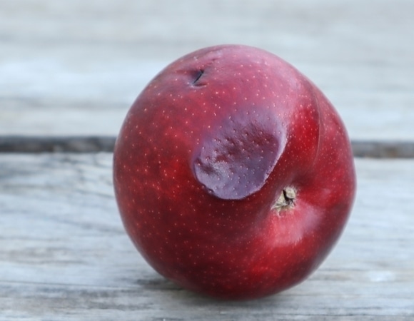 Едите не фрукт, а бактерии и плесень: диетолог не оставила шансов даже слегка побитым яблокам