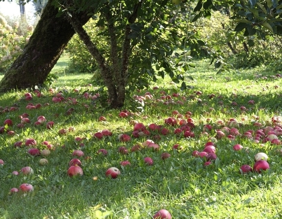 В компост, а не на стол: между падалицей и ботулизмом есть прямая связь — рассказала диетолог