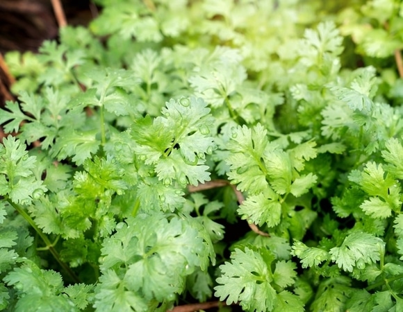 Кинза: не просто ароматная зелень, а природный помощник для здоровья