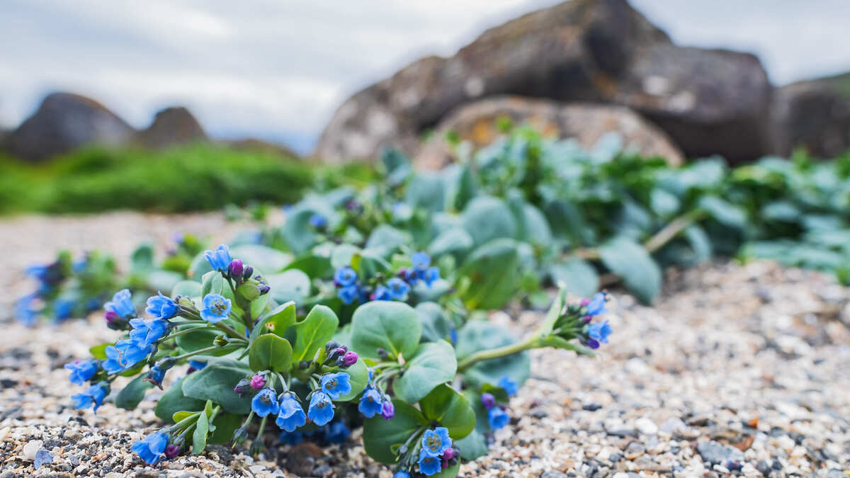 Веганская устрица: что такое мертензия и почему ее любят шефы ресторанов со звездами Michelin