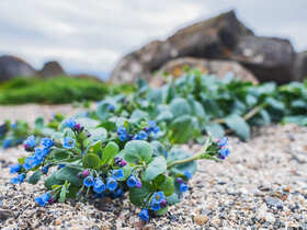 Веганская устрица: что такое мертензия и почему ее любят шефы ресторанов со звездами Michelin