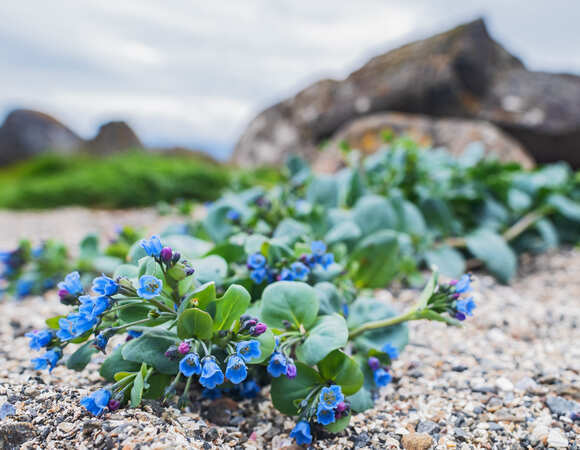 Веганская устрица: что такое мертензия и почему ее любят шефы ресторанов со звездами Michelin