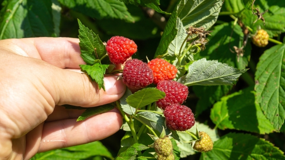 Не спешите прощаться с летом: эксперт раскрыл почему поздние ягоды — самые полезные