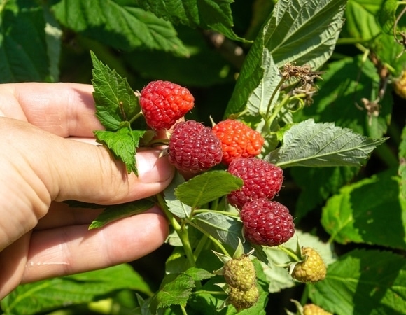 Не спешите прощаться с летом: эксперт раскрыл почему поздние ягоды — самые полезные Не спешите прощаться с летом: эксперт раскрыл почему поздние ягоды — самые полезные