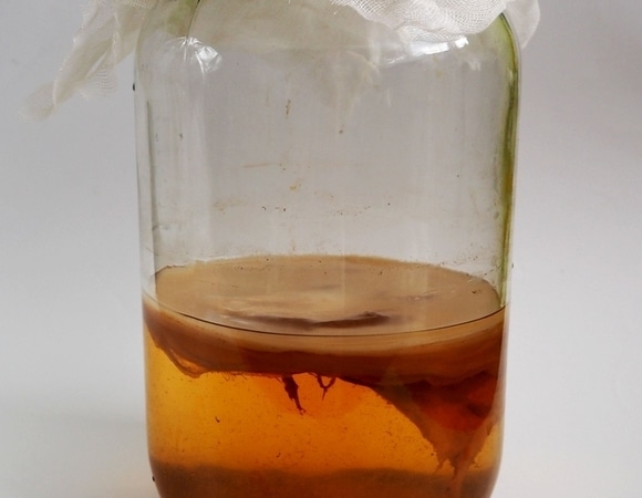 Чайный гриб: чудо-напиток или скрытая опасность? Кому стоит воздержаться от комбучи