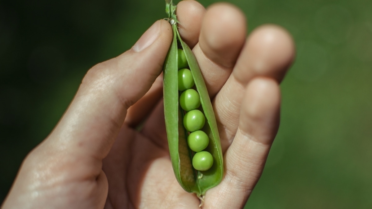 От утренних отеков ни следа: эксперт назвал неожиданную пользу гороха