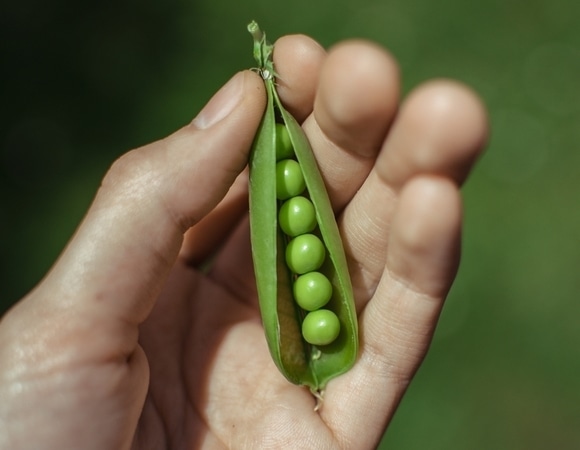 От утренних отеков ни следа: эксперт назвал неожиданную пользу гороха