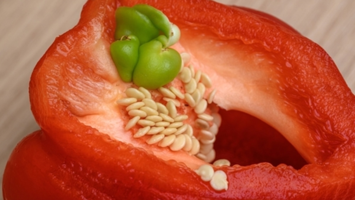 Что будет, если съесть недоразвитый перчик внутри болгарского перца? 