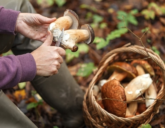 Срезать нельзя? Миколог познакомила россиян с правильным способом собирать грибы