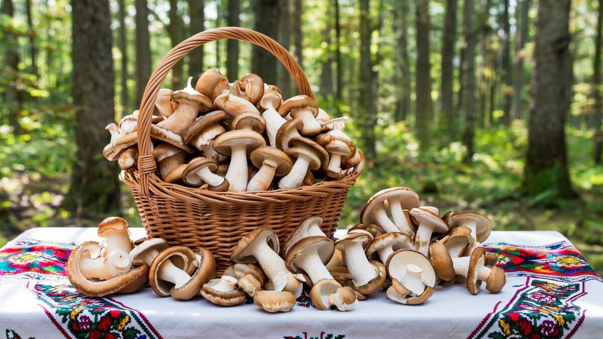 Можно ли мариновать разные грибы в одной банке? Шеф-повар Кудряшов поделился хитростями, как не испортить ассорти
