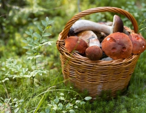 "Кусок бумаги": шеф-повар Кудряшов назвал ошибку при заготовке грибов, из-за которой они теряют вкус "Кусок бумаги": шеф-повар Кудряшов назвал ошибку при заготовке грибов, из-за которой они теряют вкус