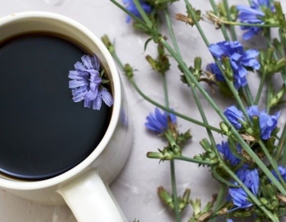 Подойдет не всем: врач не рекомендует пить цикорий этим категориям людей Подойдет не всем: врач не рекомендует пить цикорий этим категориям людей