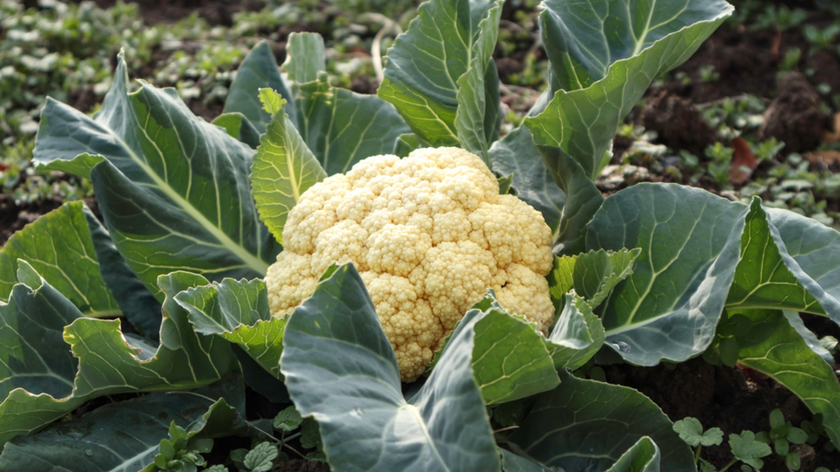 Хрустящие чипсы из листьев цветной капусты — ничем не хуже картофельных