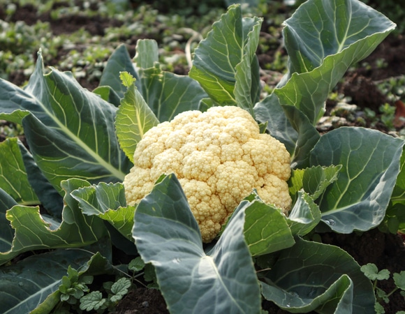 Хрустящие чипсы из листьев цветной капусты — ничем не хуже картофельных Хрустящие чипсы из листьев цветной капусты — ничем не хуже картофельных