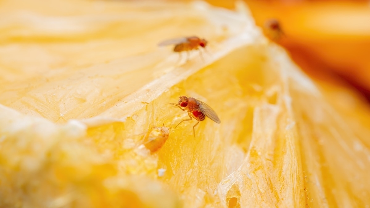 Как избавиться от плодовых мушек за 2 минуты — больше на кухне не появятся