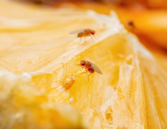 Как избавиться от плодовых мушек за 2 минуты — больше на кухне не появятся