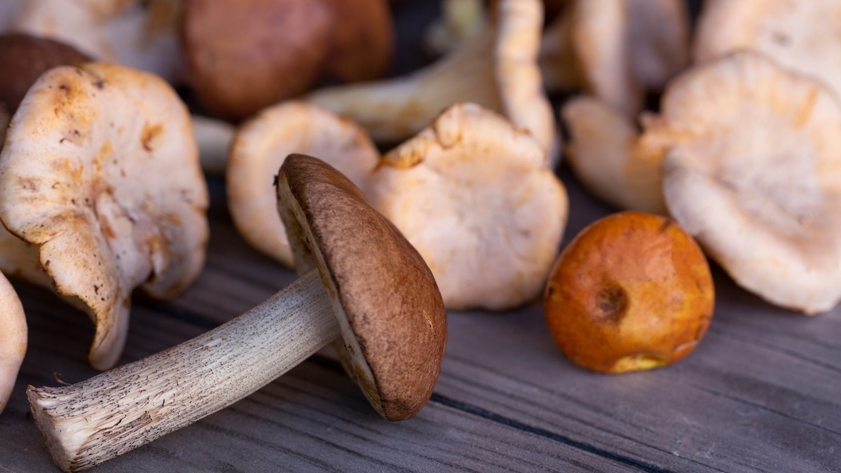 Как сделать грибы полезнее и обогатить рацион витамином D — простой лайфхак от эксперта 